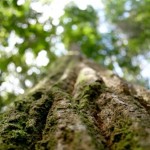 998832_46138577 - arvore floresta 998832_46138577 - arvore floresta
