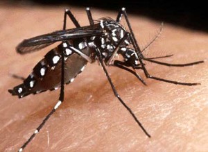 dengue dengue