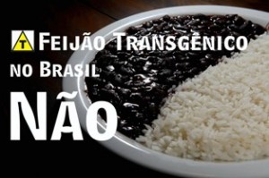 fejiao_transgenico_nao