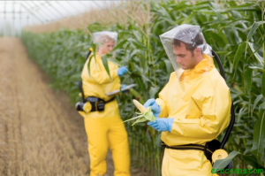 Agricultores-Verificando-Toxicidad-Maiz-Transgenico-Monsanto-e1395099849323