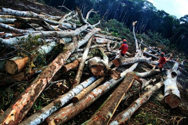 Desmatamento no Brasil. Creator: Eduardo Santo