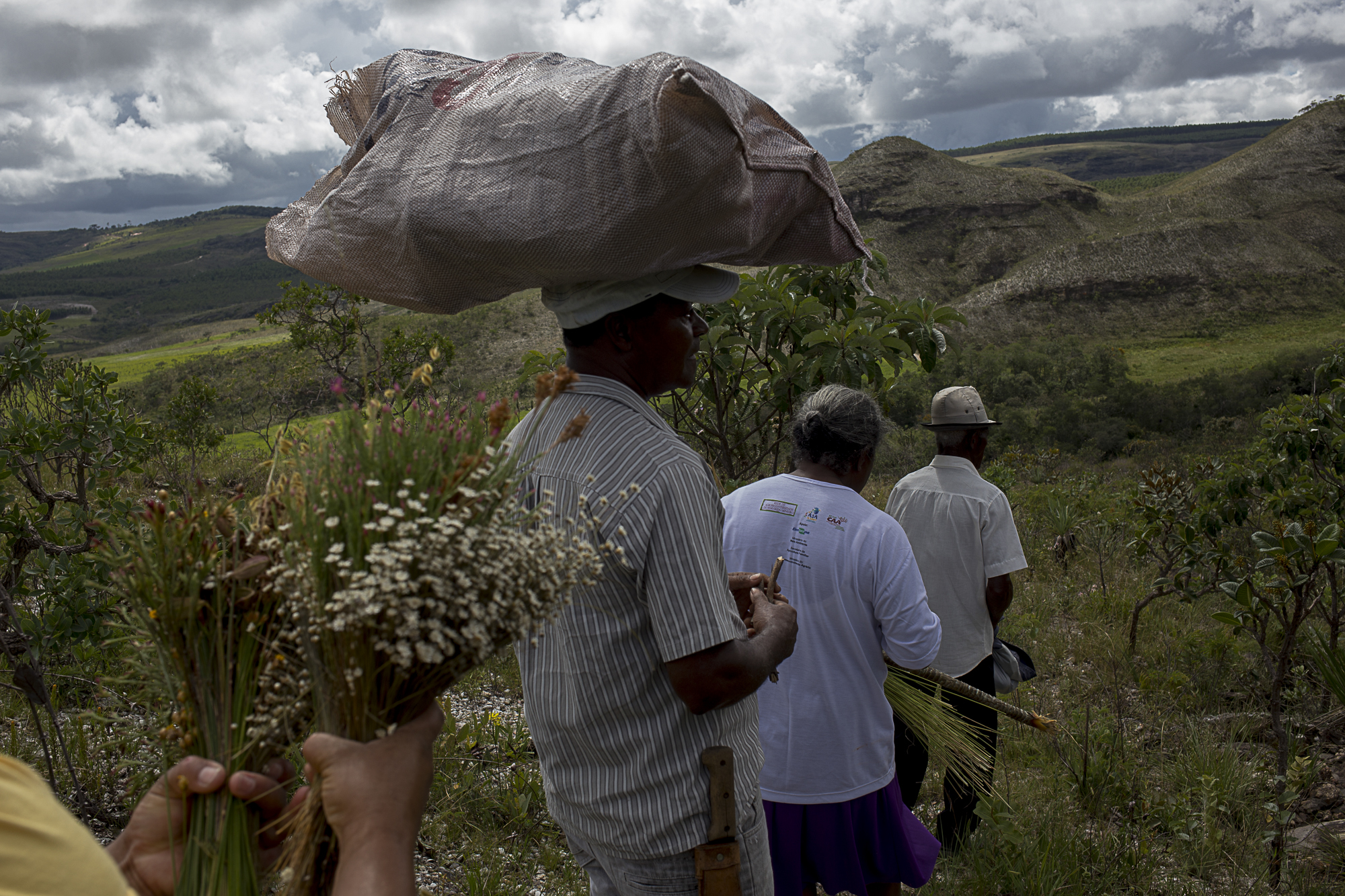 Panha de flores sempre-vivas na comunidade tradicional de Raiz. Foto: Valda Nogueira