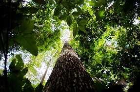 Floresta Amazônica Marcelo Camargo/Arquivo/Agência Brasil