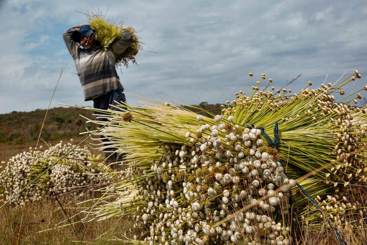 Sistema agrícola das comunidades apanhadoras de flores foi reconhecido pela ONU. Foto: João Ripper