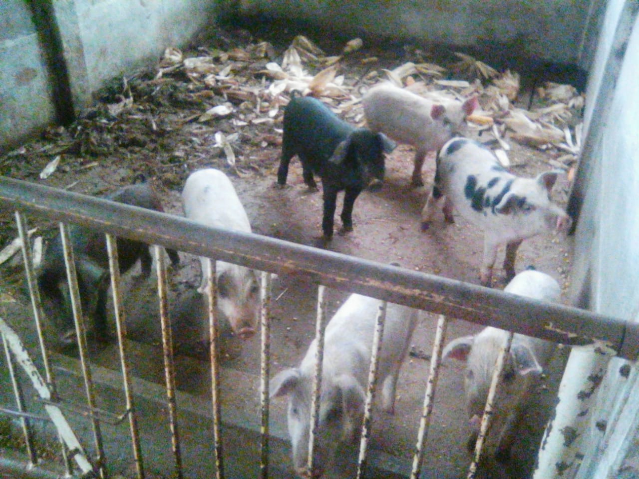 As familias também criam porcos e gados para consumo e venda. Foto: Jano Marques