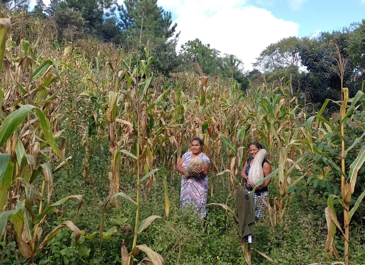 Liderada por mulheres, a Comunidade quilombola de Gramadinho produz alimentos de base agroecológica. Foto: Arquivo da comunidade